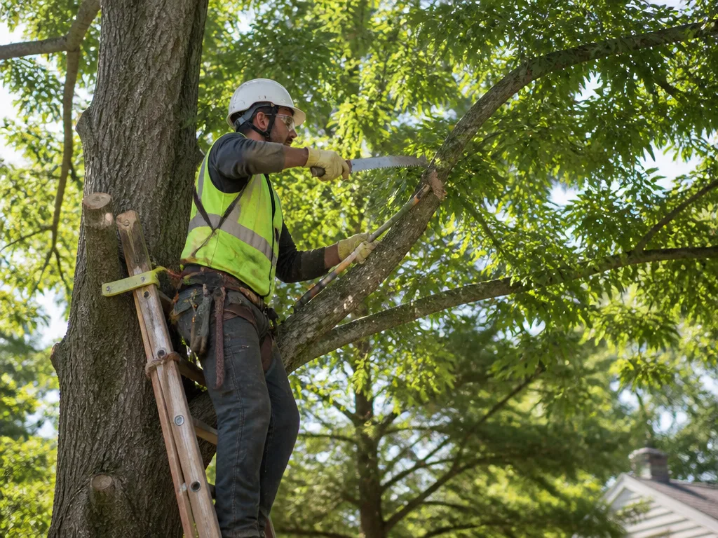 Tree Trimming & Pruning